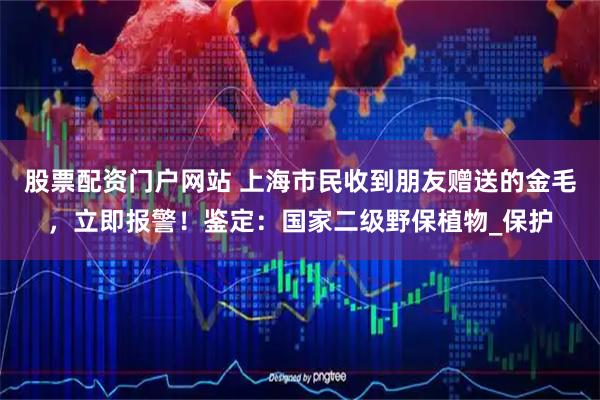 股票配资门户网站 上海市民收到朋友赠送的金毛，立即报警！鉴定：国家二级野保植物_保护